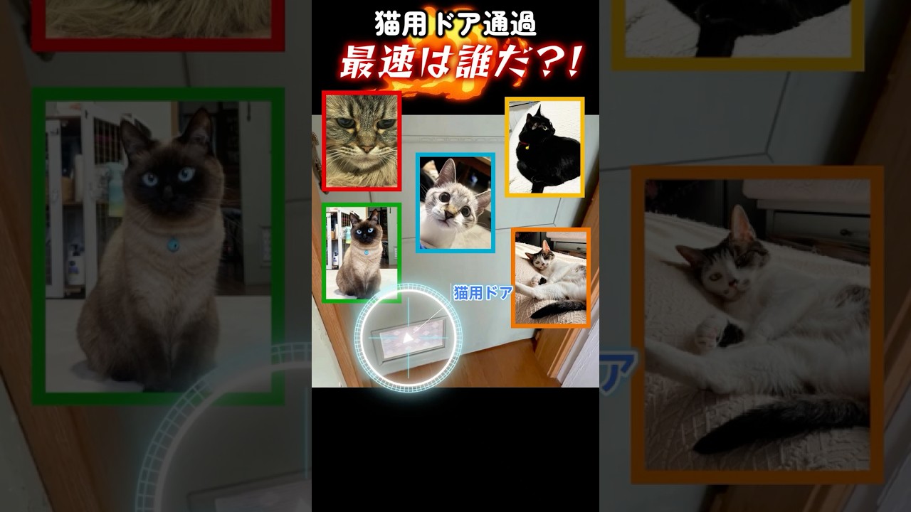 猫ドア、最速で通過したのは誰だ？