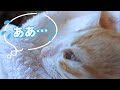 容態が急変、保護した子猫が入院しました