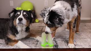 ASMR Dogs Licking Coconut Water Popsicles - 3 Hour Loop - No Talking