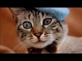 Λαυρέντης Μαχαιρίτσας - Ζηλεύω το μικρό σου το γατί