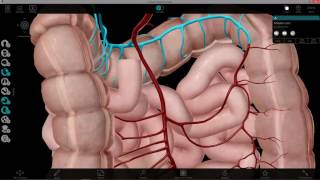 GI  Lab 4   Part 1   Abdominal Cavity and GI tract