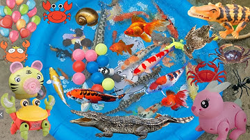 Na Sang Nhà Thỏ Câu Cá Ở Ao Bí Mật Trong Rừng, Bắt Cá Sấu , Cua, Ốc, Khủng Long, Bắt Cá Trên Cây