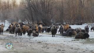 Historic Bison Release in Alaska