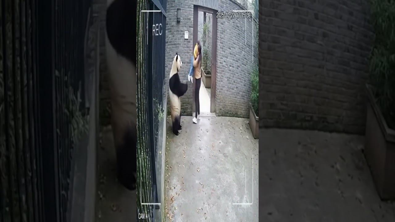 panda saved the little boy  