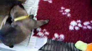 Pups Van Chip Beginnen Met Lopen