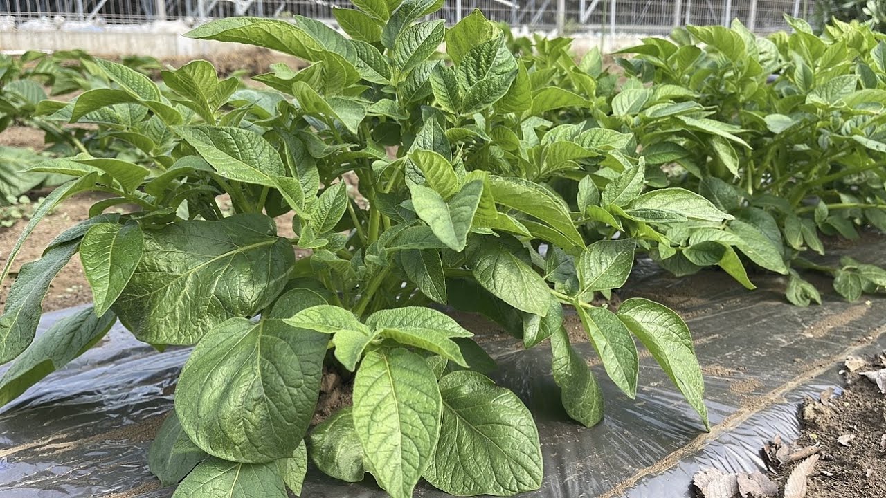 じゃがいもの芽かき追肥と土寄せコレやるだけで収穫量が２倍になります！【春じゃがいも栽培】23/4/5