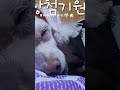 #poodle#white#sleeping#sound#ustmoment#푸들#할머니#낮잠#꿀잠자개