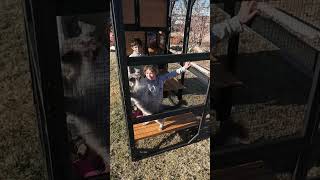 Catio Cat Enclosure For Outdoor or Indoor #cats #catio