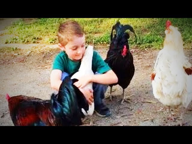 Funny Chickens    Cute Chickens Playing (Part 1) [Funny Pets]