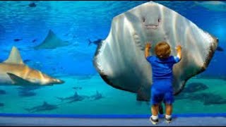 kids \& Babies In The Aquarium Funny Moments_Try Not To laugh 😂😂