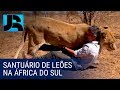 África selvagem: homem luta para proteger leões dentro de um santuário