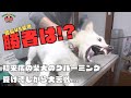 噛み犬トリミング初来店の柴犬と格闘技対決!!