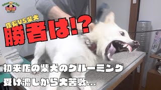 噛み犬トリミング初来店の柴犬と格闘技対決