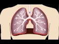 Lungs in motion  normal breathing