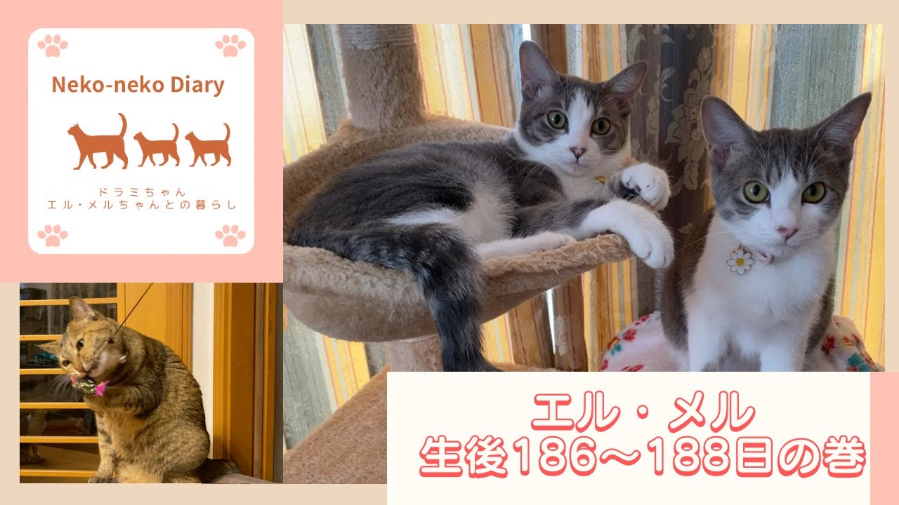エル メルちゃん生後186 1日の巻 Youtube