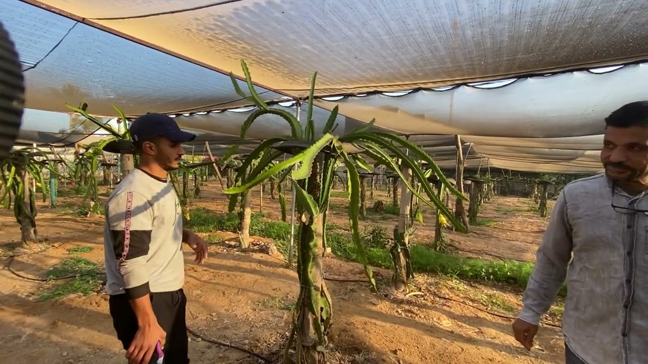 الحلقة ١٧٣ مزرعتك منتجه بدون تساقط أزهار الدراجون فروت على الإطلاق So prolific Dragon Fruit ranch