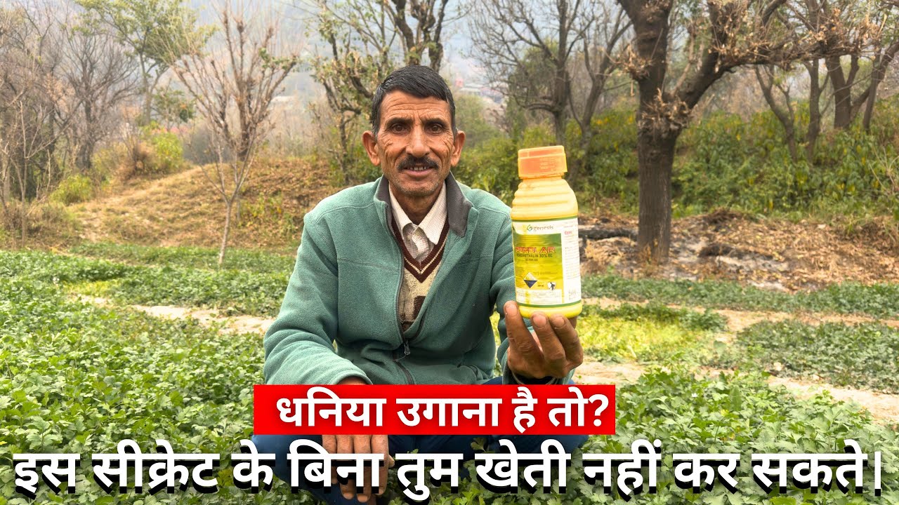 धनिया उगाने का सीक्रेट 🌿 | पहली बार में हरा-भरा धनिया 😍