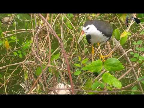 Video Tiếng chim quốc mồi trống kêu | Nuôi Chim quốc sinh... - youtube