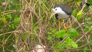 Tiếng chim quốc mồi trống kêu | Nuôi Chim quốc sinh sản | Suara ruak ruak pikat