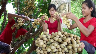 Survival skills: Finding Langsat fruit Taste delicious for Lunch - My Natural Food ep 49