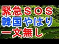 緊急SOS　韓国やはり　一文無し