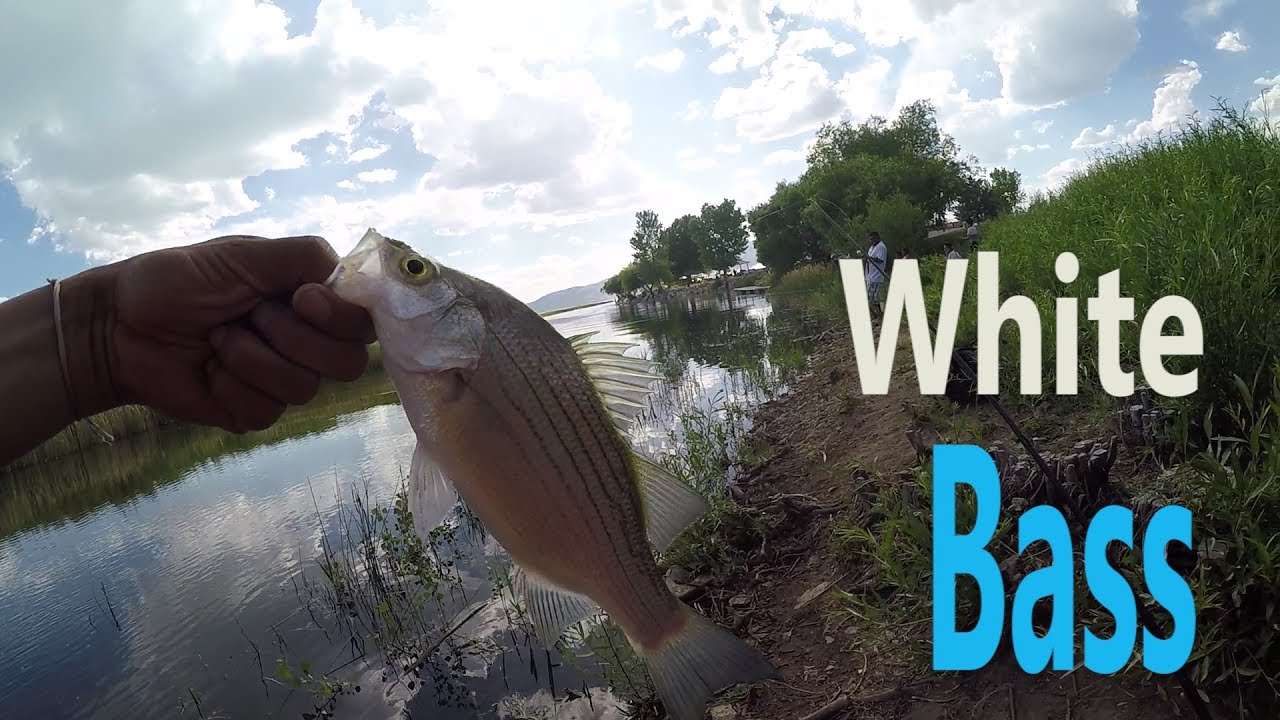Utah lake white bass fishing with spinners and jiggs how to catch white bass YouTube