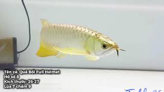 Quá Bối Full Helmet - Hồ 8