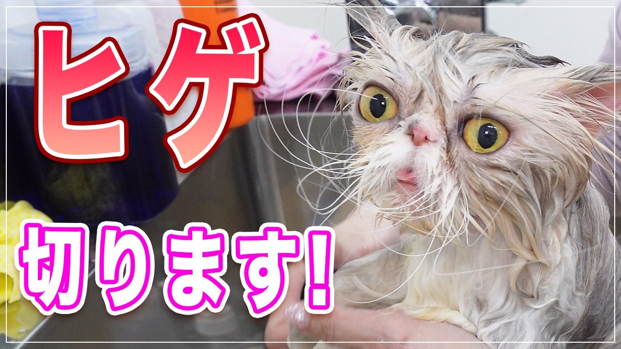【プルコちゃん】え！？猫のヒゲを全部切ったらこうなりました【エキゾチック】