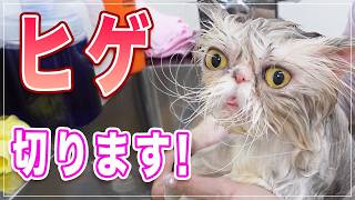 【プルコちゃん】え！？猫のヒゲを全部切ったらこうなりました【エキゾチック】