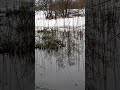Весна. Сестрорецк.#природныепейзажи #