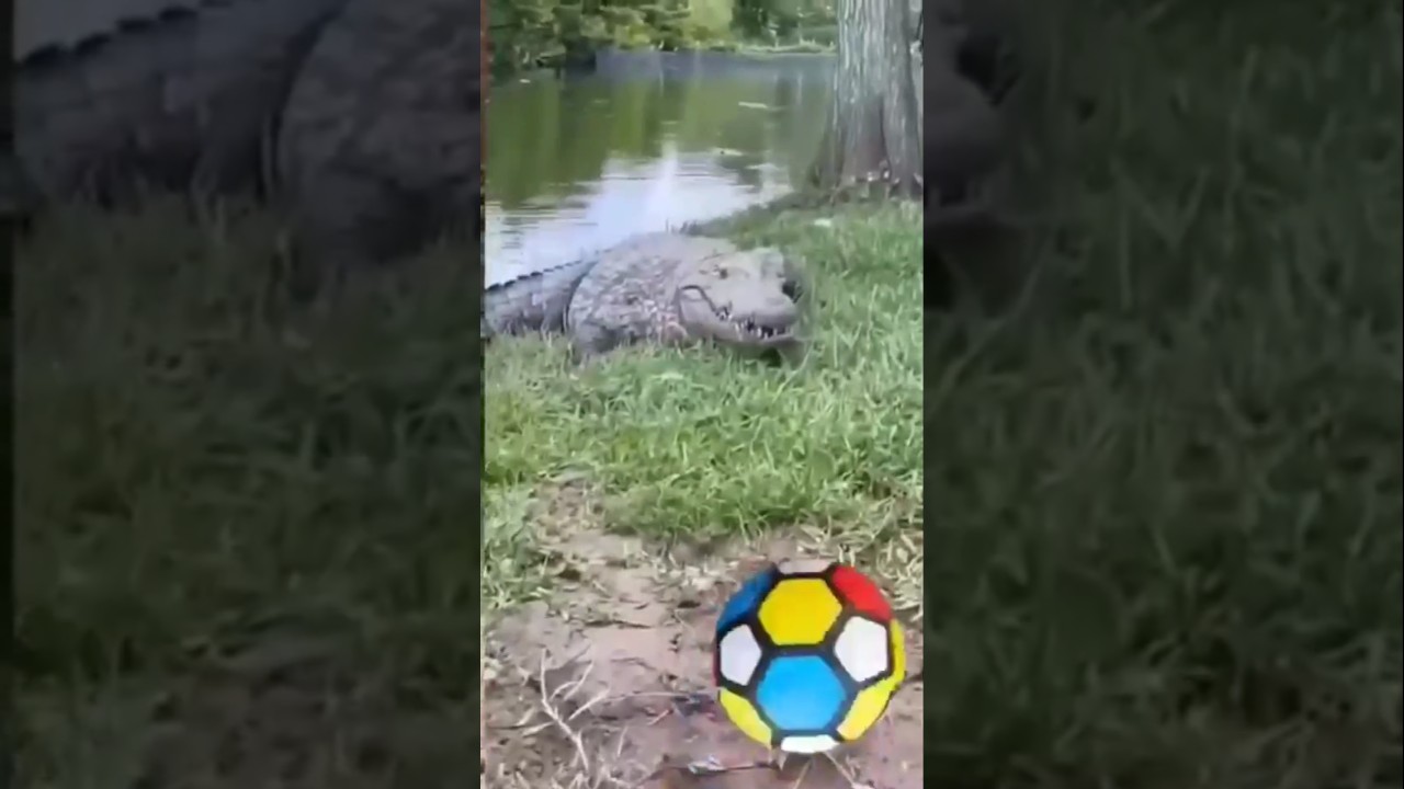 Marfa remix 🤣👻👻🤣👻