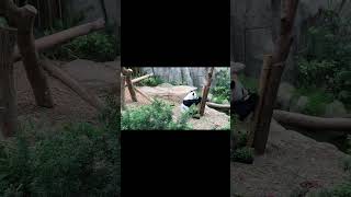 Dream on panda eating bamboo shortvideo #short #shortsviral #shortsyoutube #shortsfeed #shorts