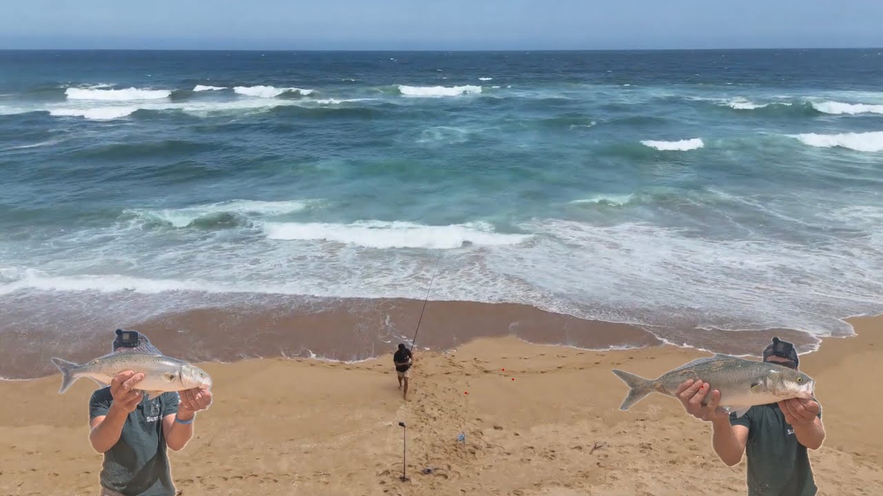 Beach Fishing For BIG Salmon And Snapper! - YouTube
