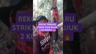 Woww Rekor Terbaru Bujuk Berat 2 Kg   trending