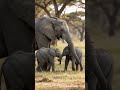 A mother's gentle touch, protecting her two little giants.