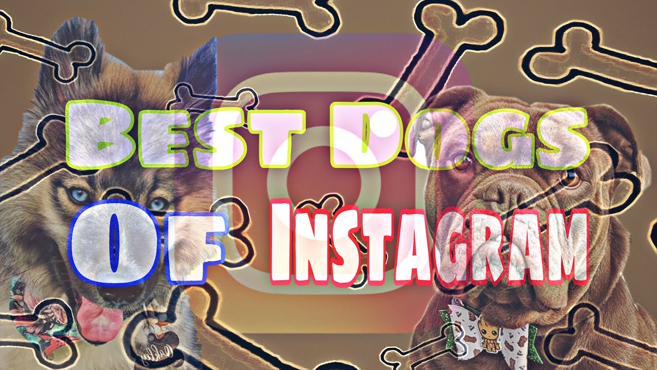 Best Dog Of Instagram PART 6 YouTube