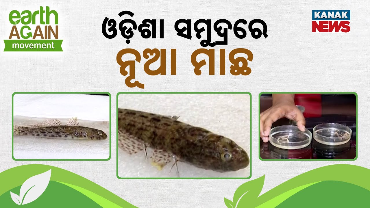 ଓଡ଼ିଶା ସମୁଦ୍ରରେ ନୂଆ ମାଛ | New Fish Discovered In Odisha Sea: 'Meggitt's Goby' Found At Aryapalli