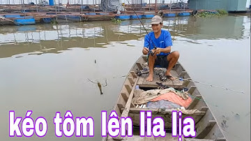Câu Tôm Sông Tiền Trúng Ổ Tôm Càng Xanh Dính Câu Lia Lịa Gỡ Không Kịp Luôn # SĂN BẮT ĐỒNG THÁP #
