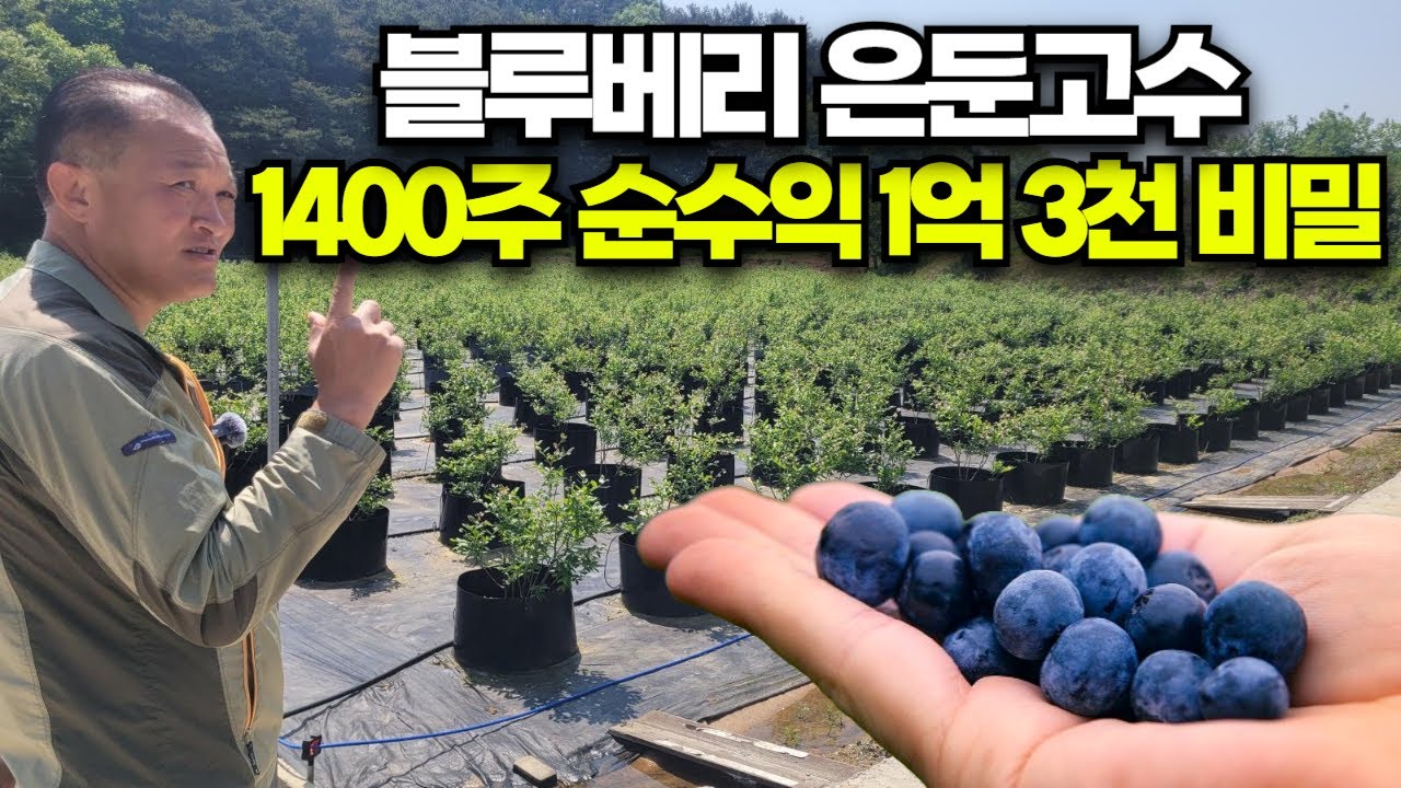 블루베리🍇 은둔고수👨🏼‍🎓 1,400주 💲순수익 1억 3천 비밀❓