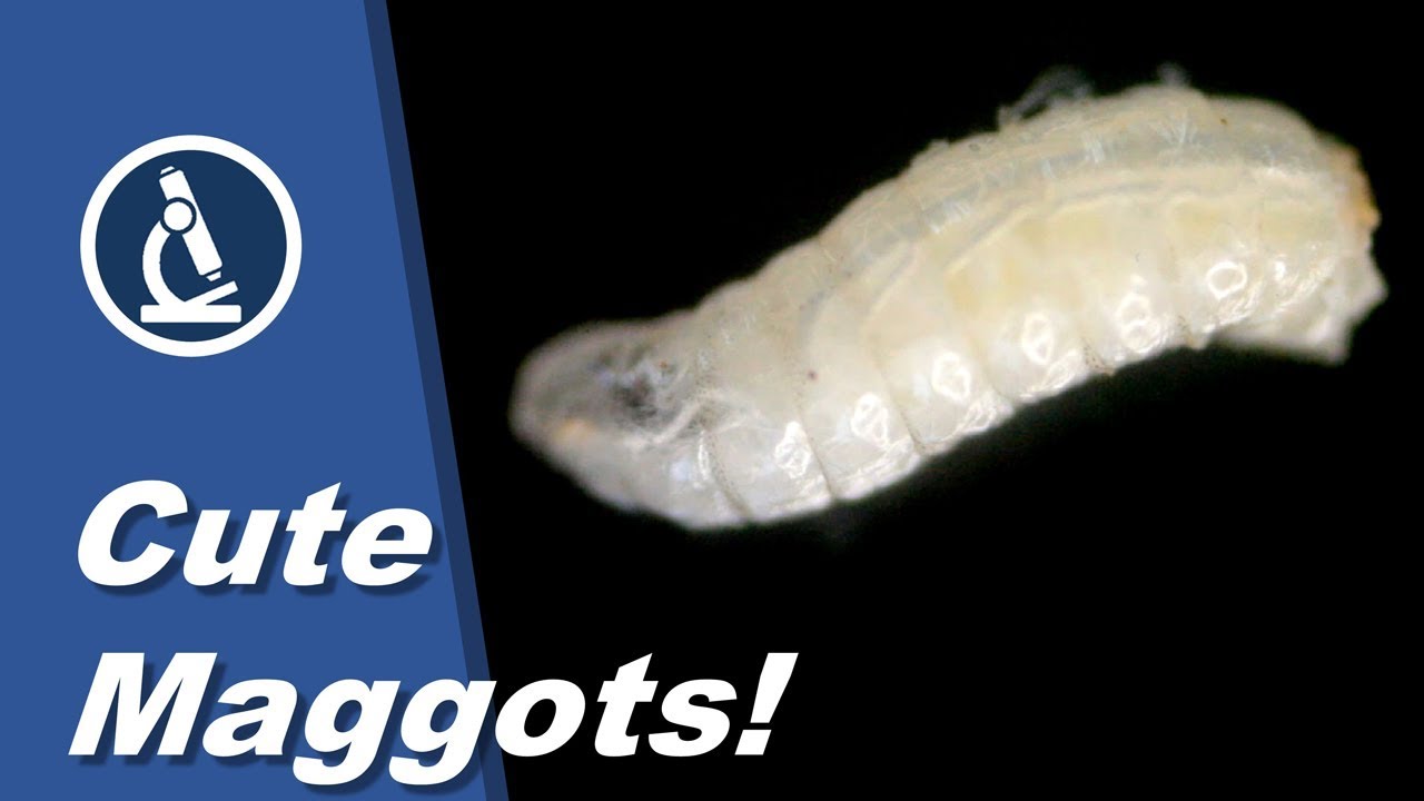 🔬 062 - How to look at live MAGGOTS under the microscope