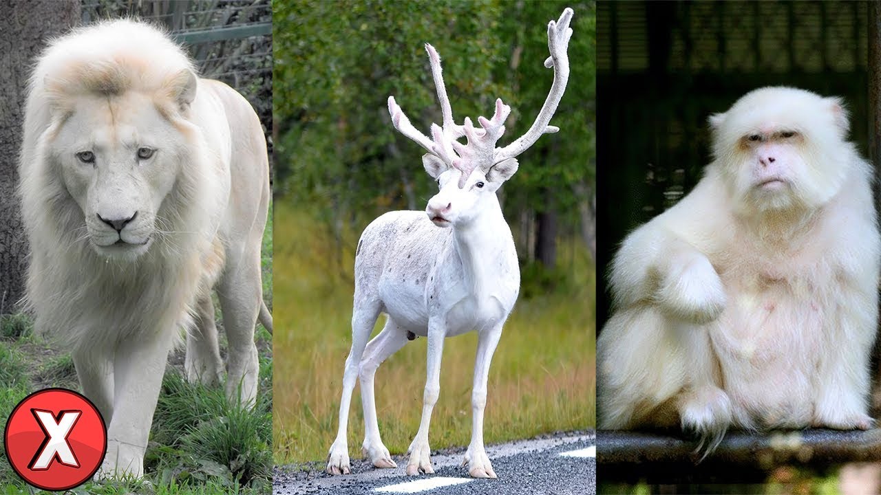 Animais BRANCOS mais RAROS do Mundo (Parte 2) YouTube