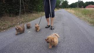 Norfolk Terrier Welpen  van de Erdmanntjes  14. Wurf  06.08.2019