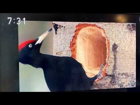 We tried to perfectly recreate "Let's Count" from Pythagora Switch!