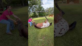 My new gelding #horse #appaloosa #gelding #colt #farm #vet #horseriding #horsegirl #equestrian #pets