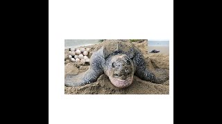 LEATHERBACK TURTLE LAYING EGGS GRAND RIVIERE BEACH TRINIDAD 🇹🇹 🏖 🏝 🥚 🤩 🐢 🐢
