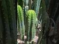 I have more SunGoddess… #sungoddess #pineapple #graft #cactusgarden #cactusjeff