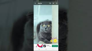 Como tener fondos de animales gratis y HD para el celular - Alvaro tutoriales screenshot 2