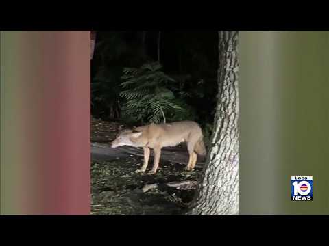 More coyote sightings have residents concerned in Doral neighborhood