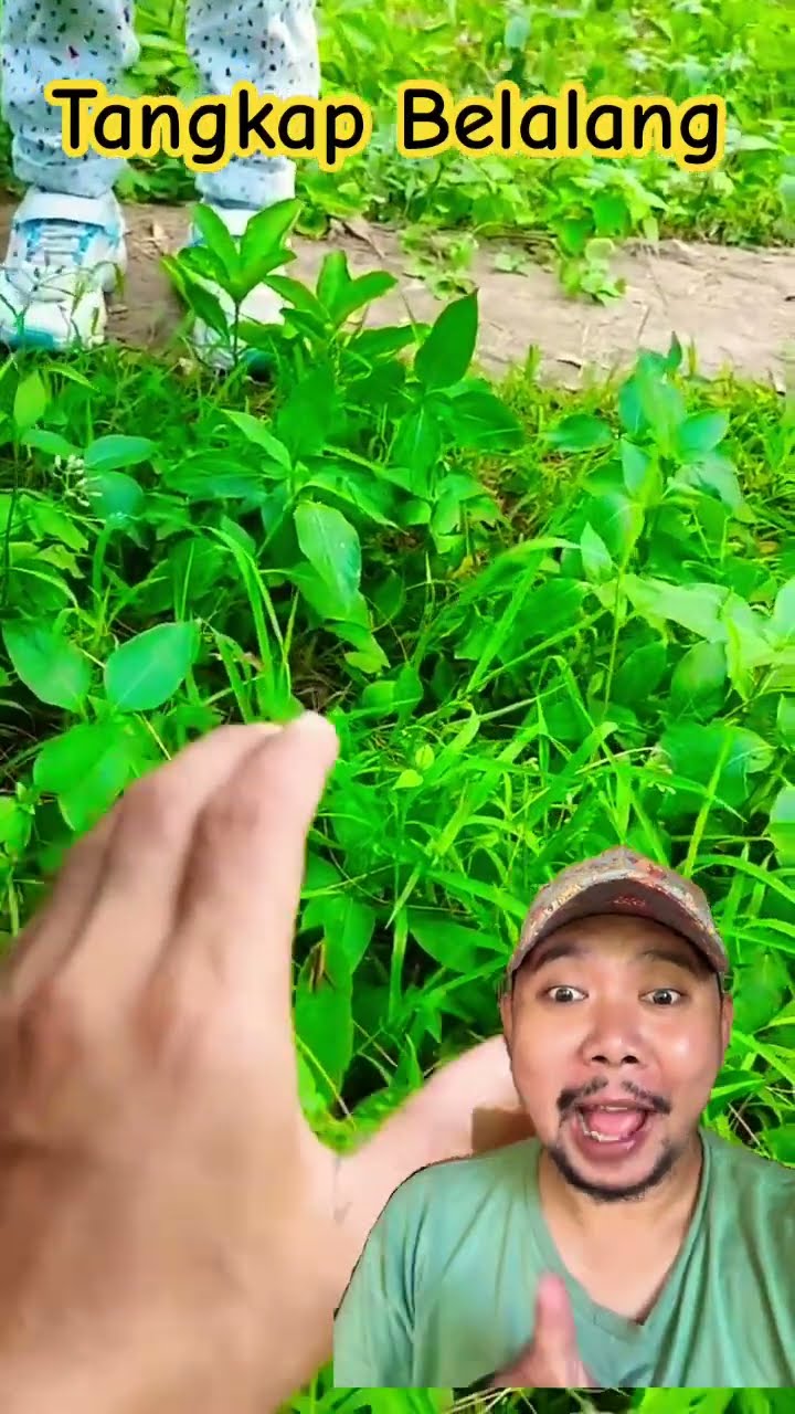 TANGKAP BELALANGNYA!!!??#shortsfeed #shorts #funny