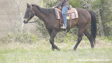 Eyes No Bully - trail riding! - ValleyViewRanch.net
